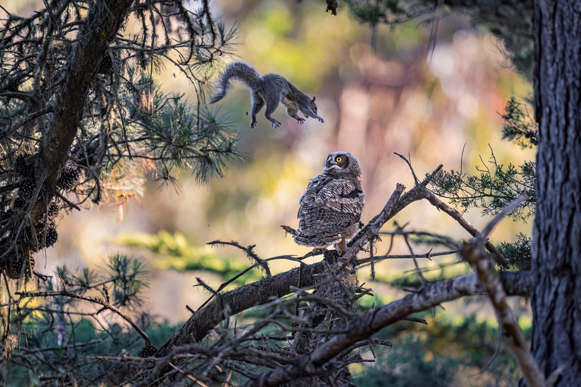 Gray squirrel leaping toward a barred owl perched on a pine branch in a wooded forest.