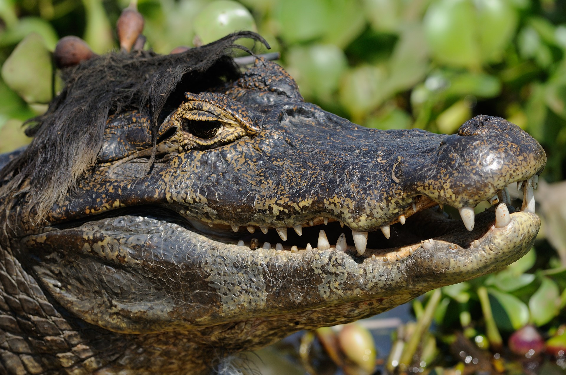 Close-up of a dark alligator head with open mouth and visible teeth against green foliage.