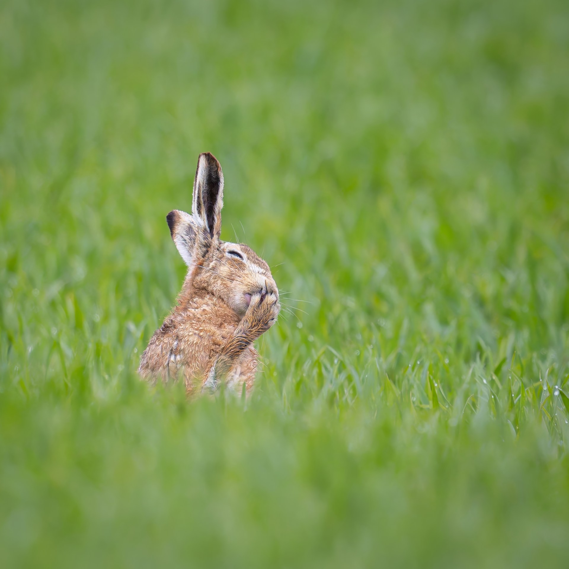 Brown hare grooming in tall green grass.