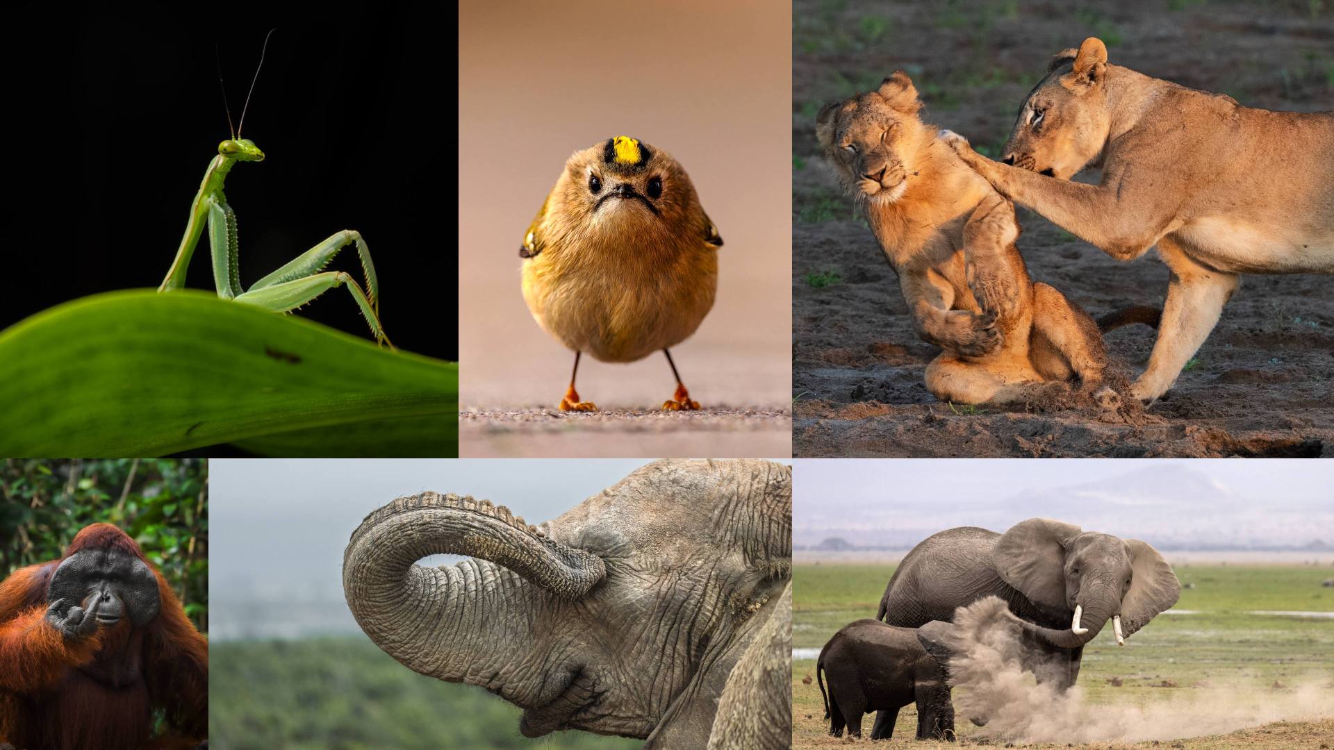 Collage featuring a praying mantis perched on a green leaf, a small bird on a branch, two lions interacting playfully, an orangutan sitting, an elephant’s trunk in close-up, and two elephants with one lifting dust with its foot.